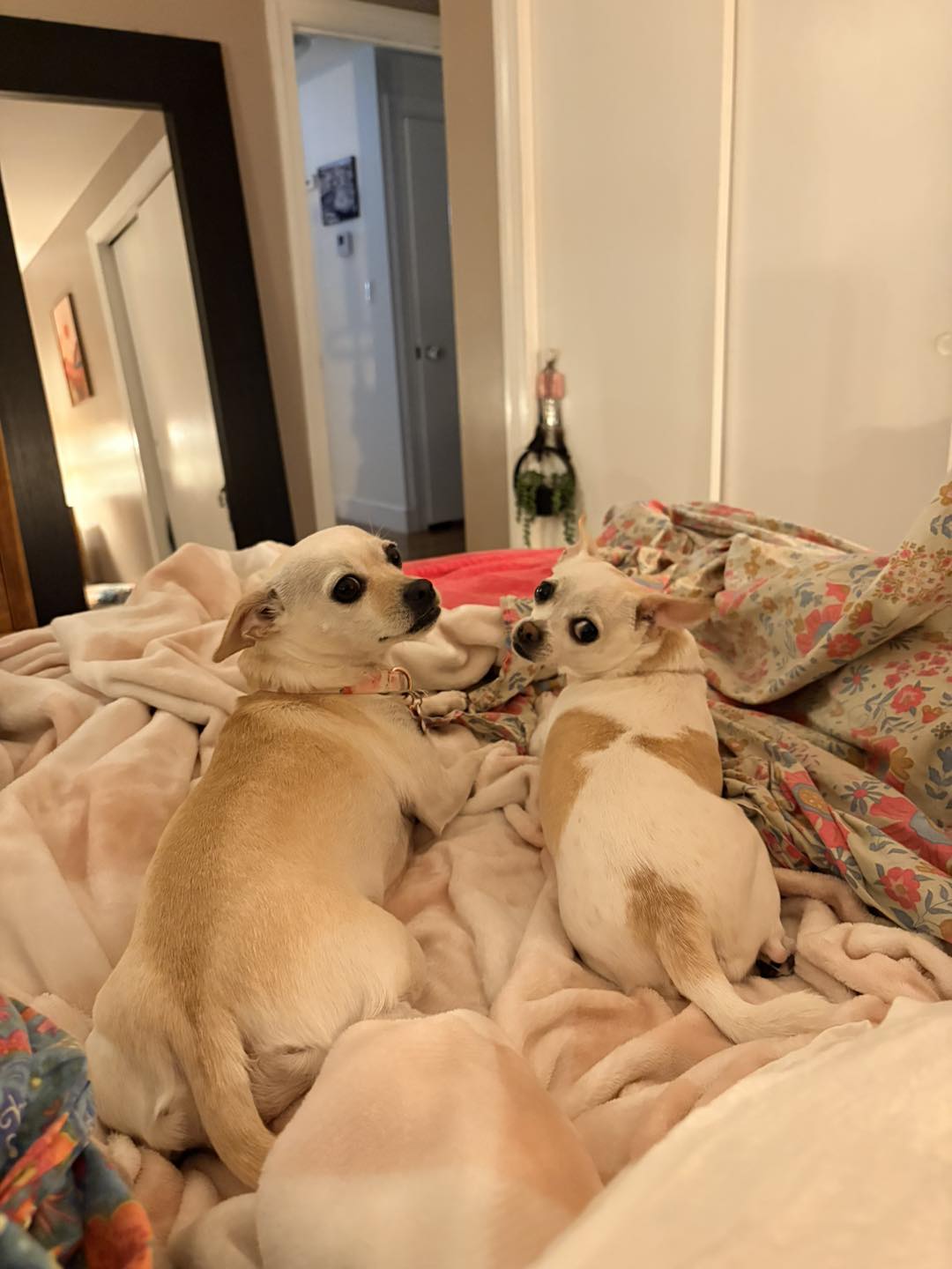 Harper and Tink enjoying their furever home. Spoiled much?