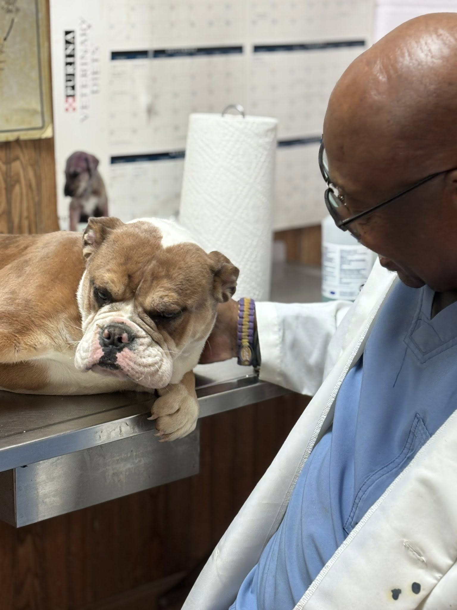 Hulk was a little anxious about his heartworm results.
