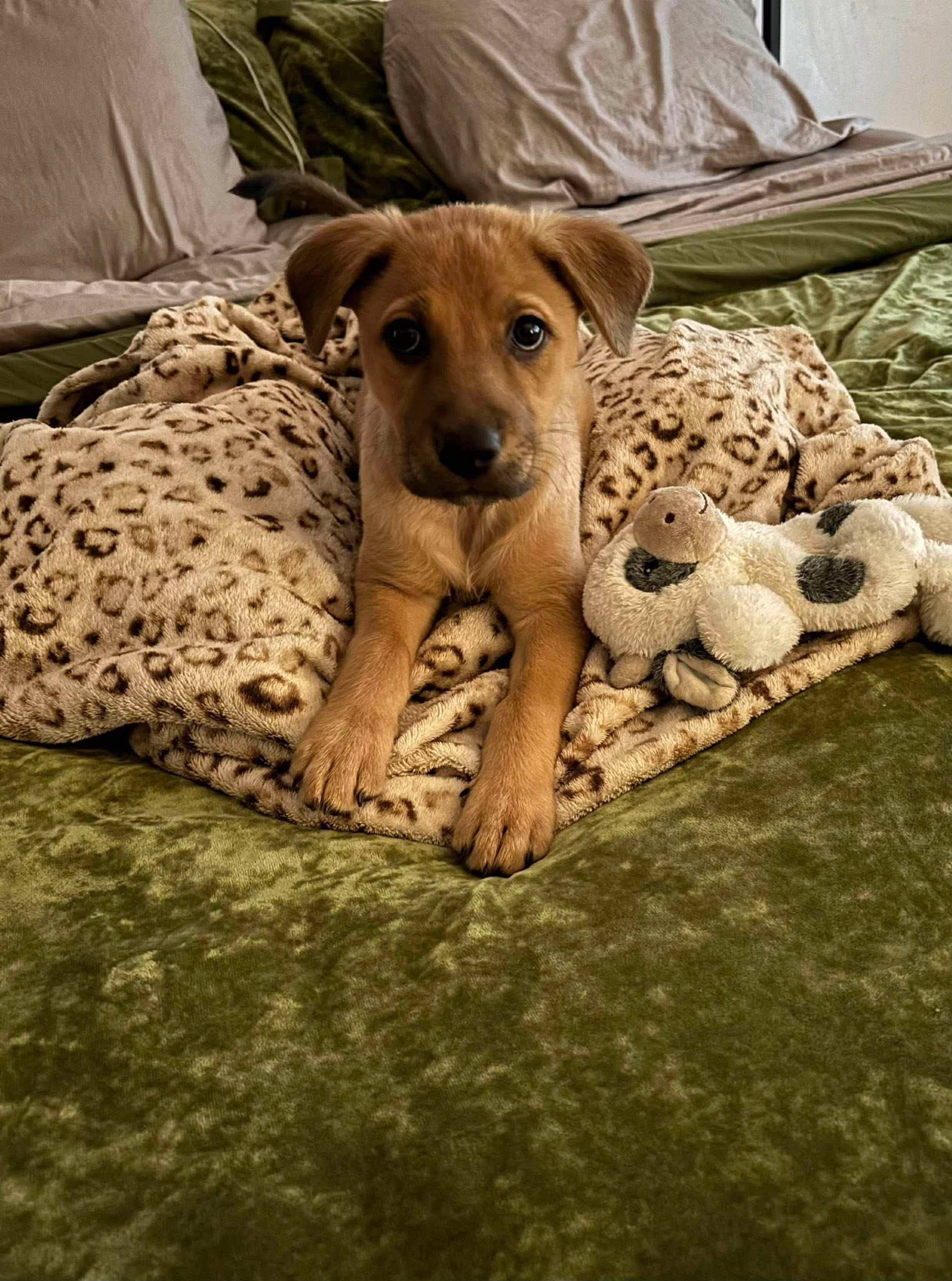 Maple, one of our local adoptions.