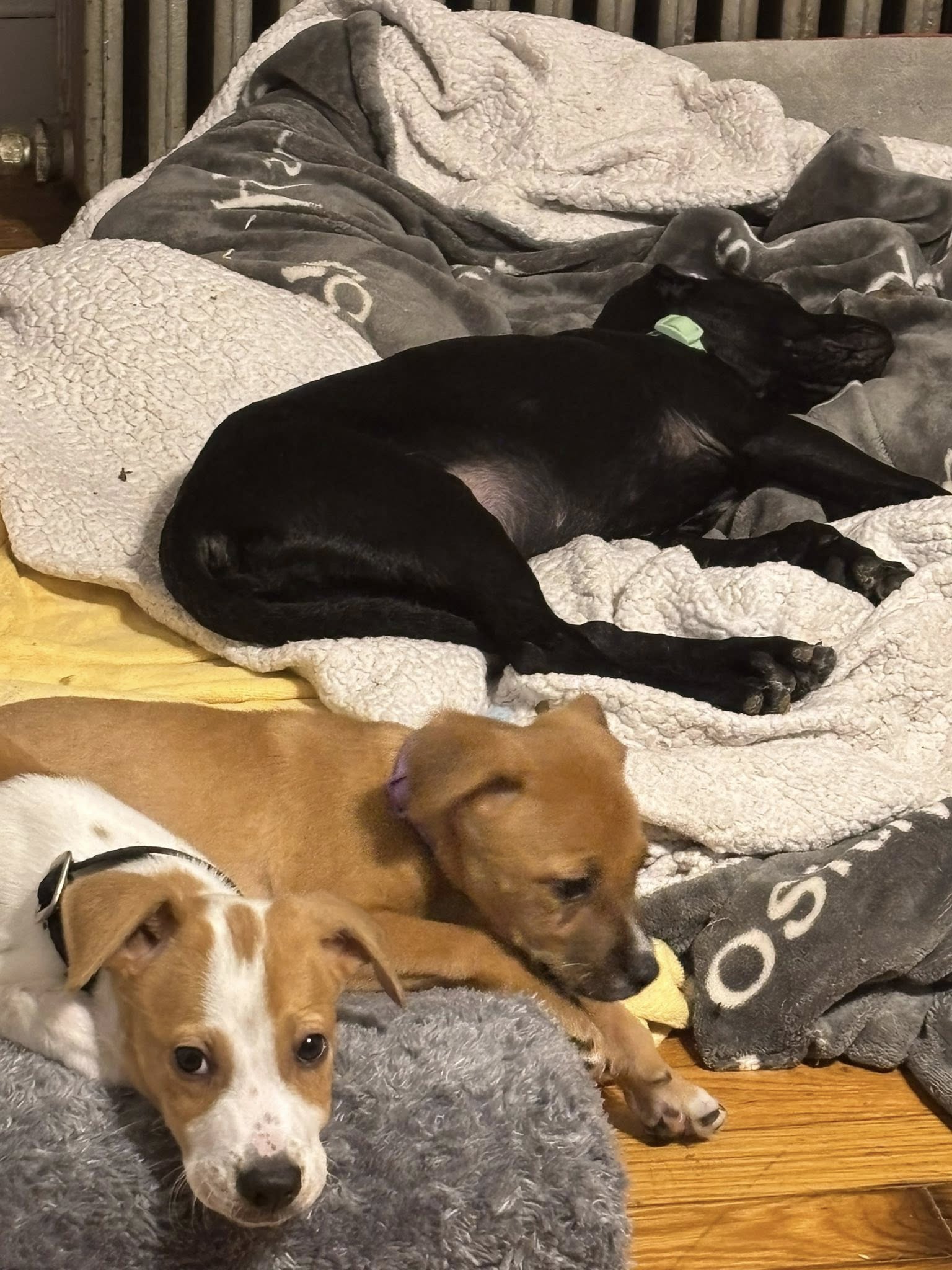 Tonia is having a puppy slumber party!